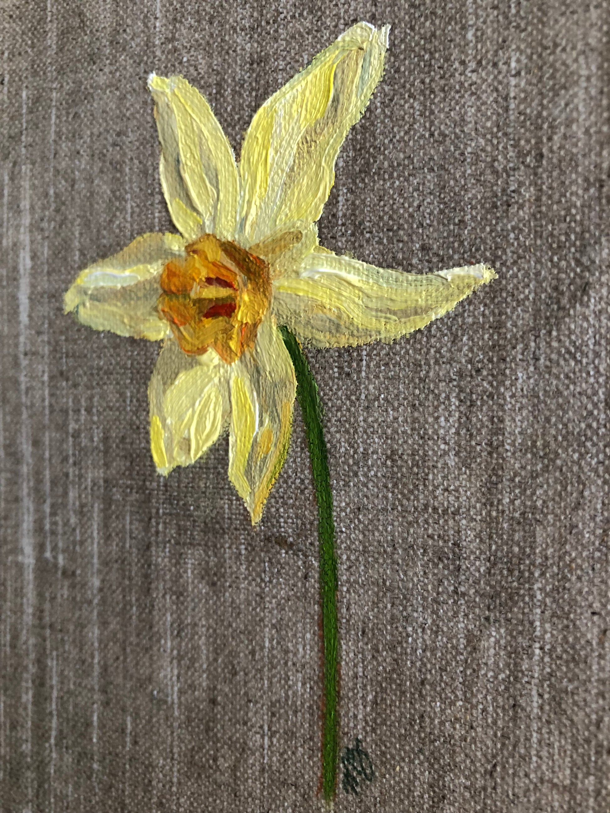 Daffodil