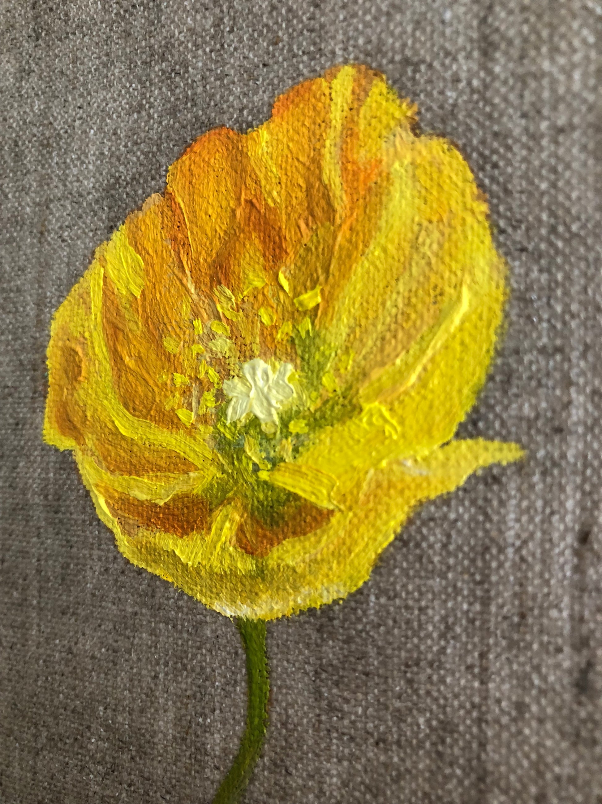 Poppy