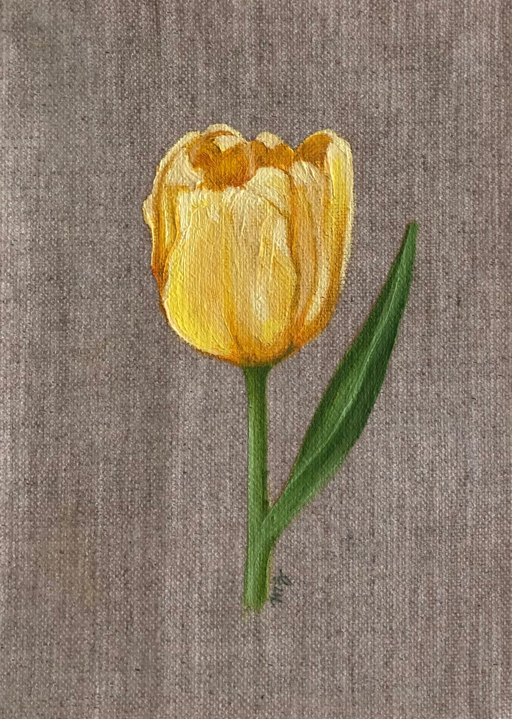 Tulip