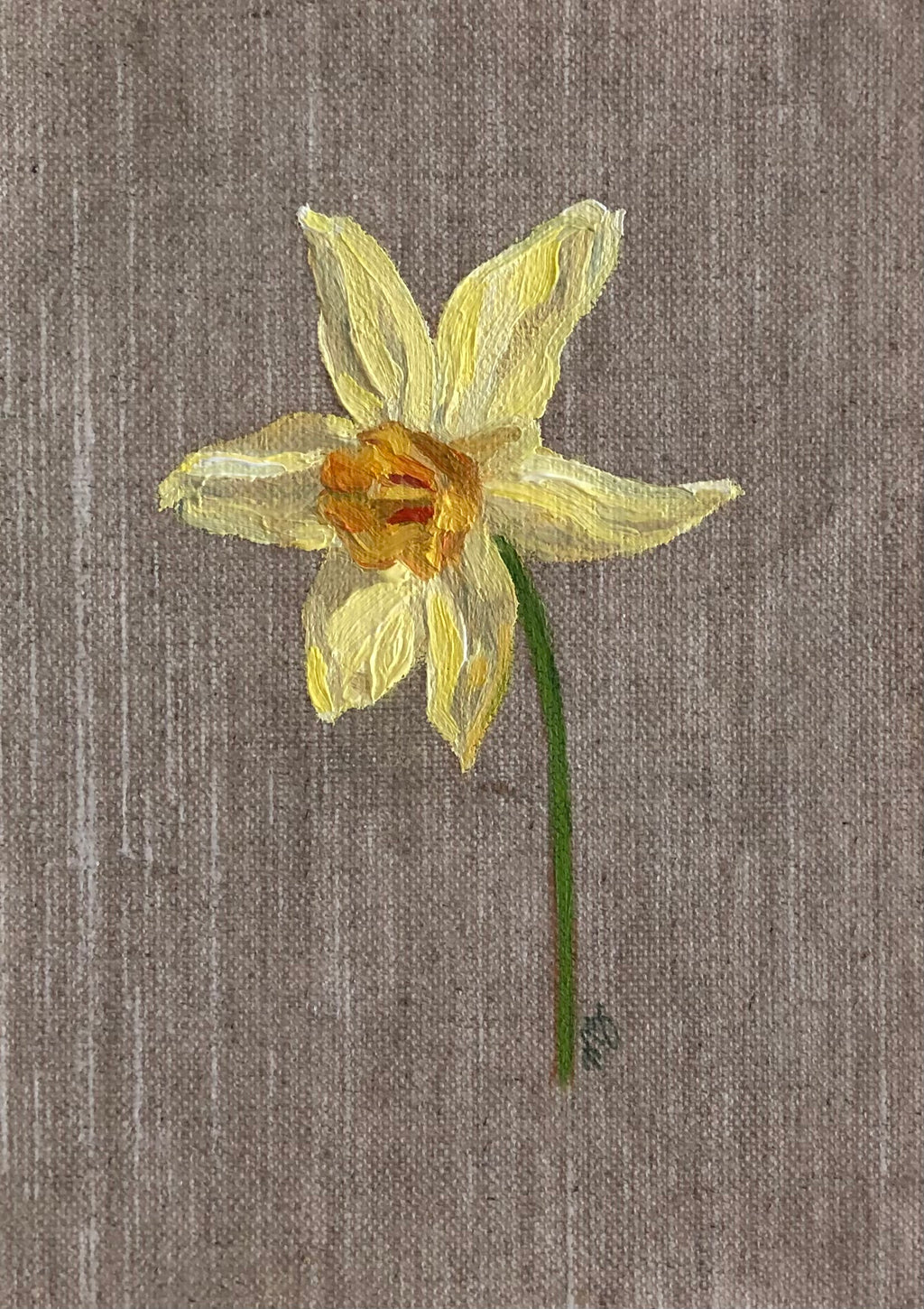 Daffodil