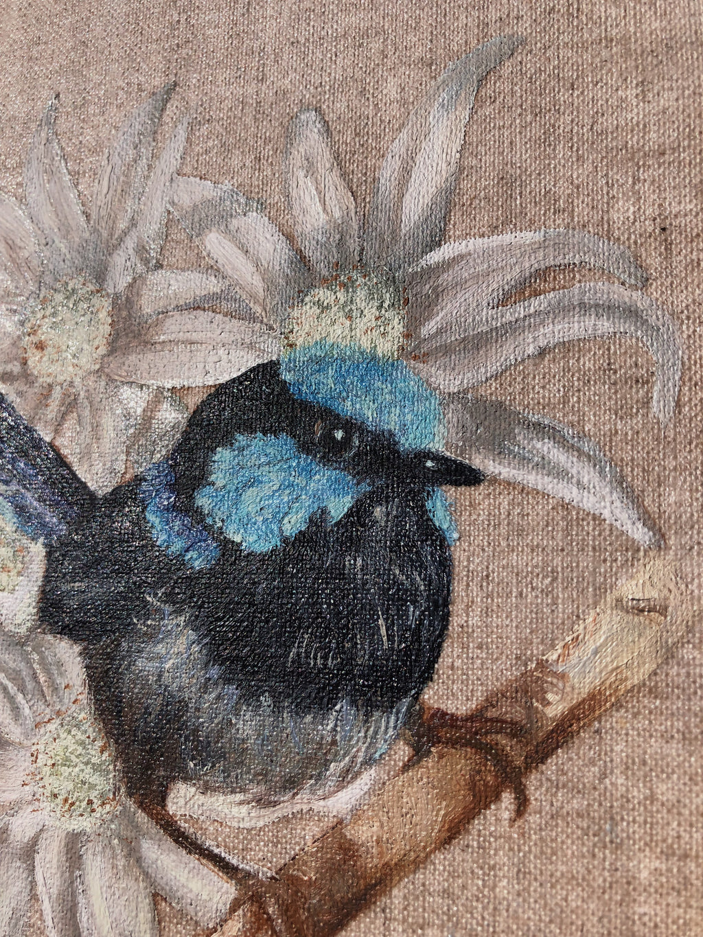 Fairy Wren & Flannel