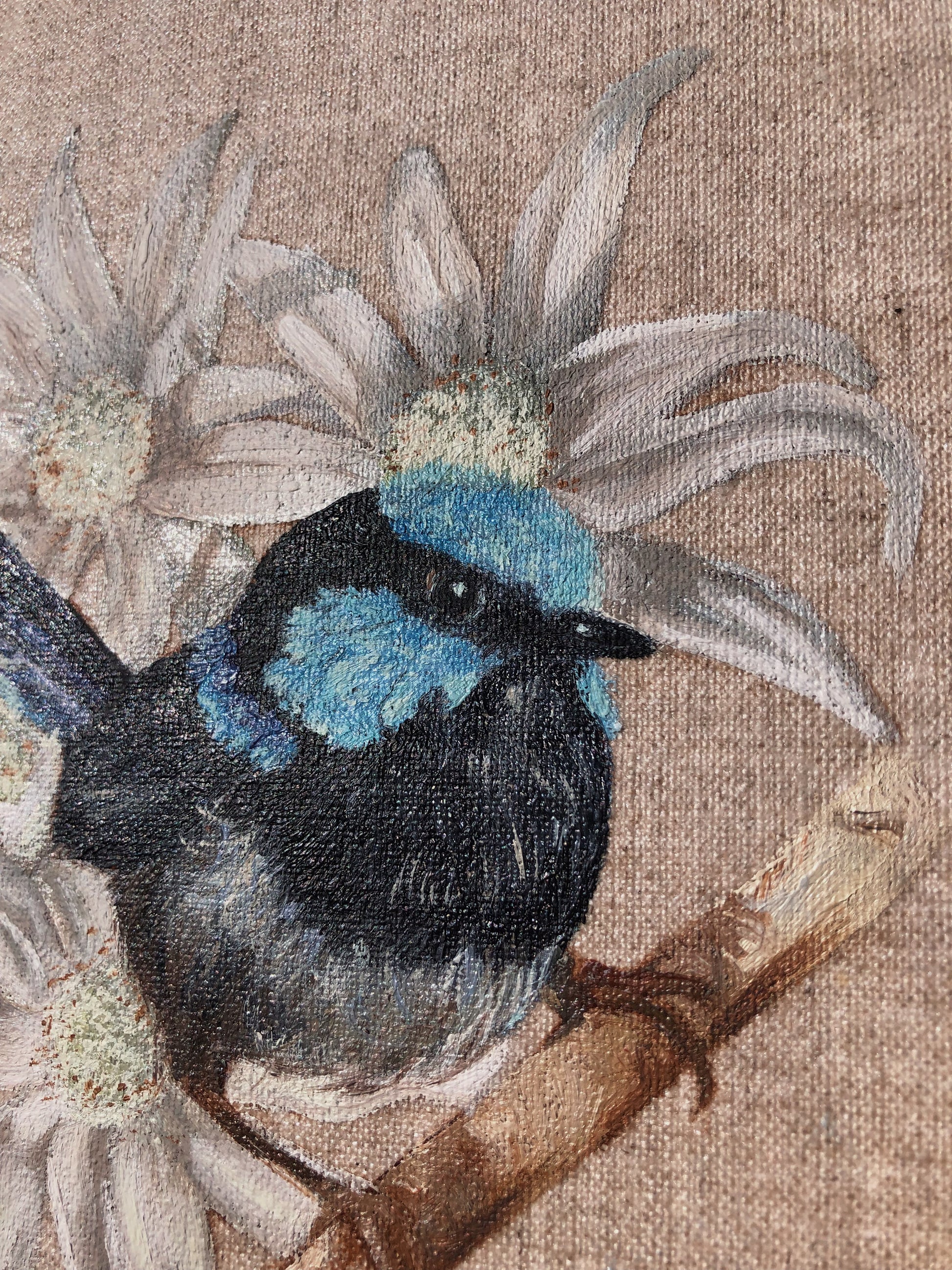 Fairy Wren & Flannel