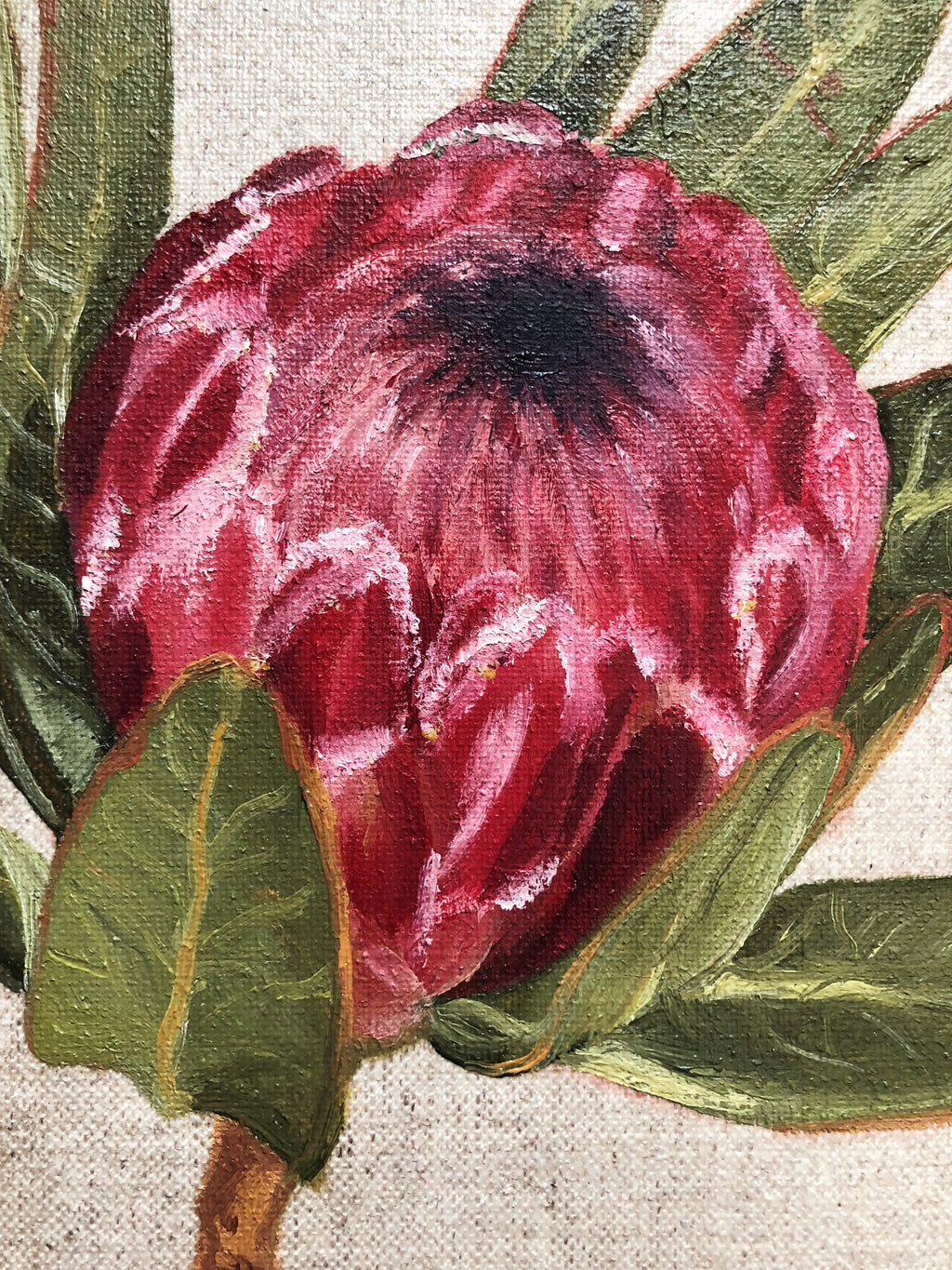 Pink Ice Protea