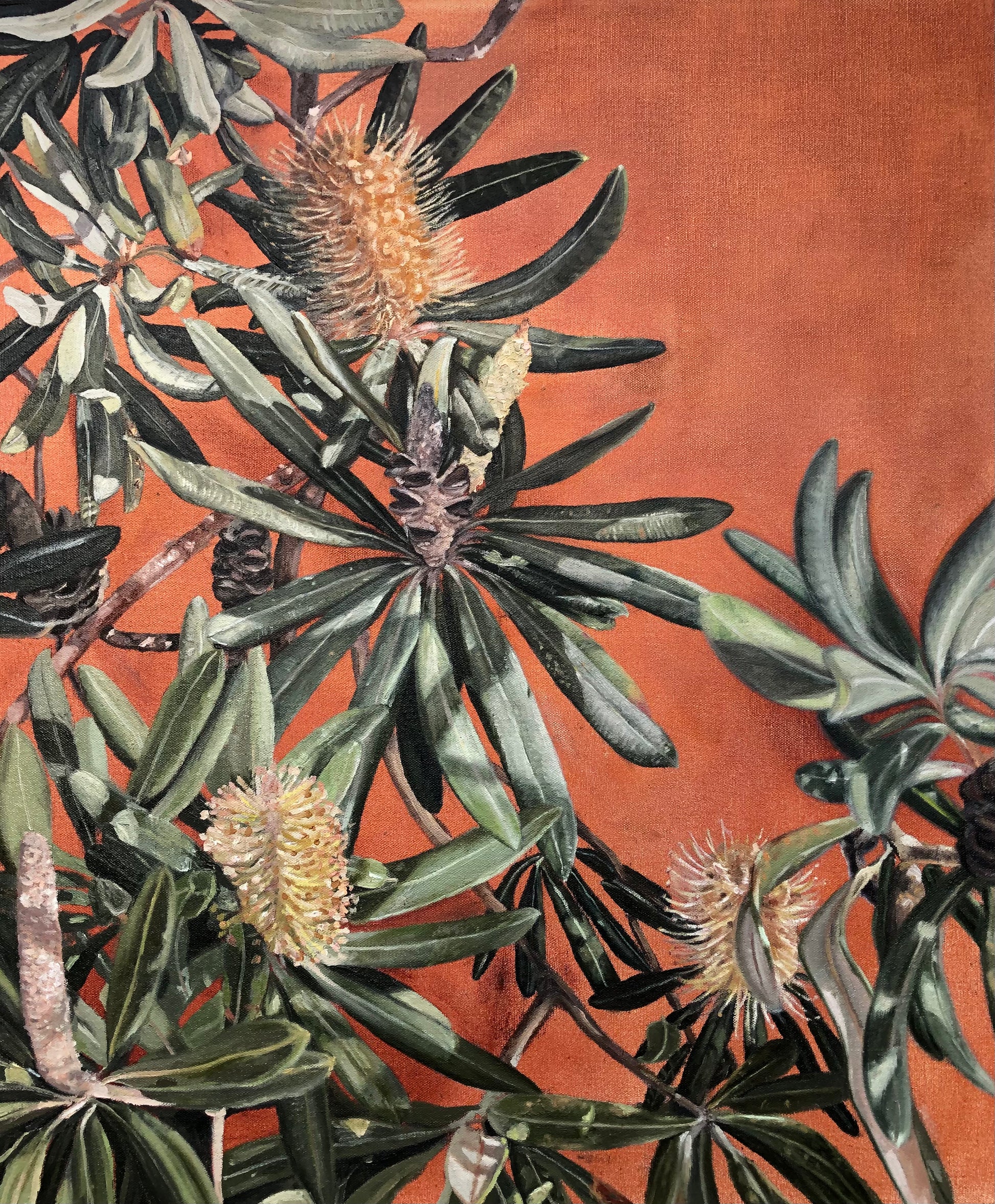 Banksia Garden