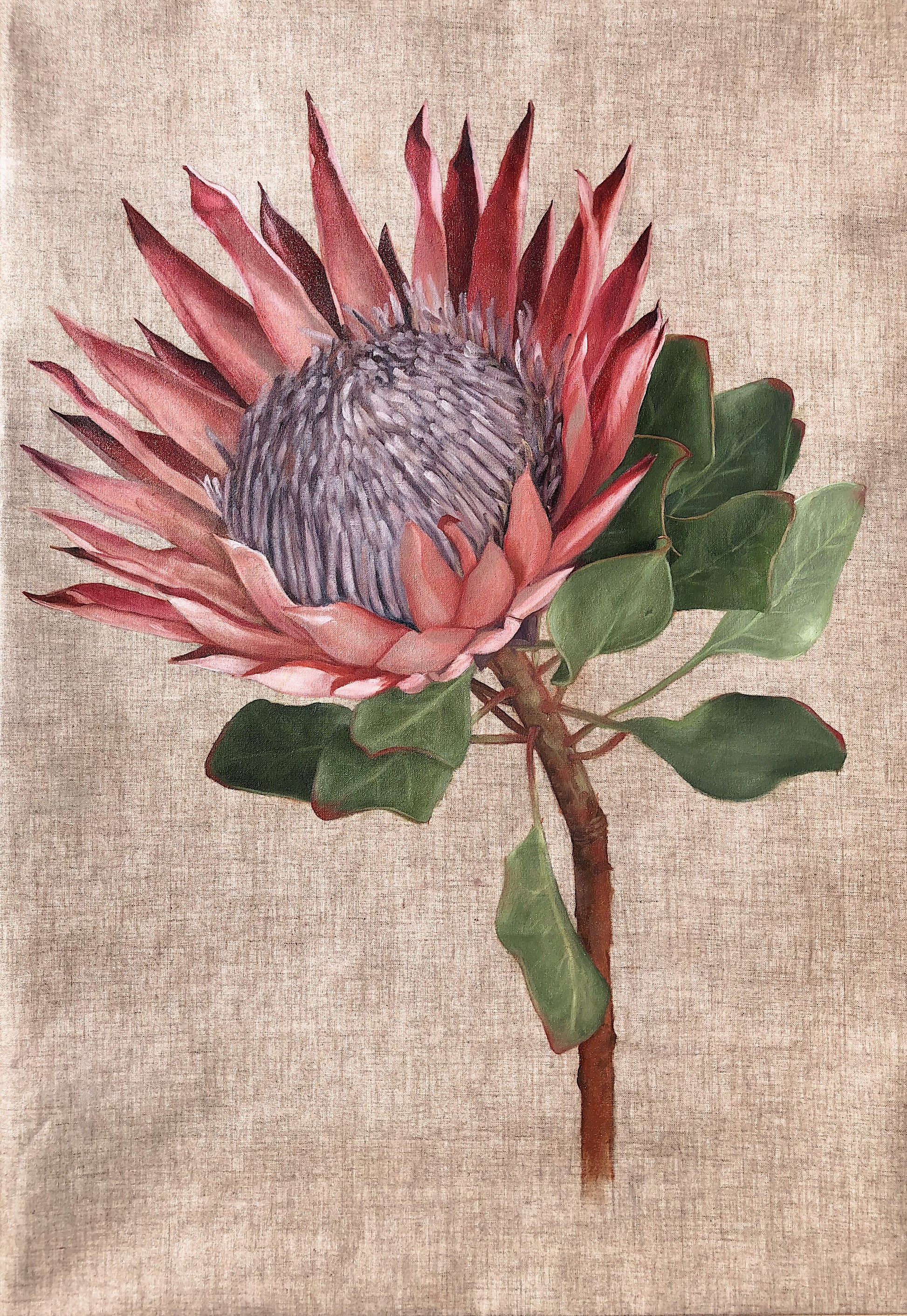 King Protea