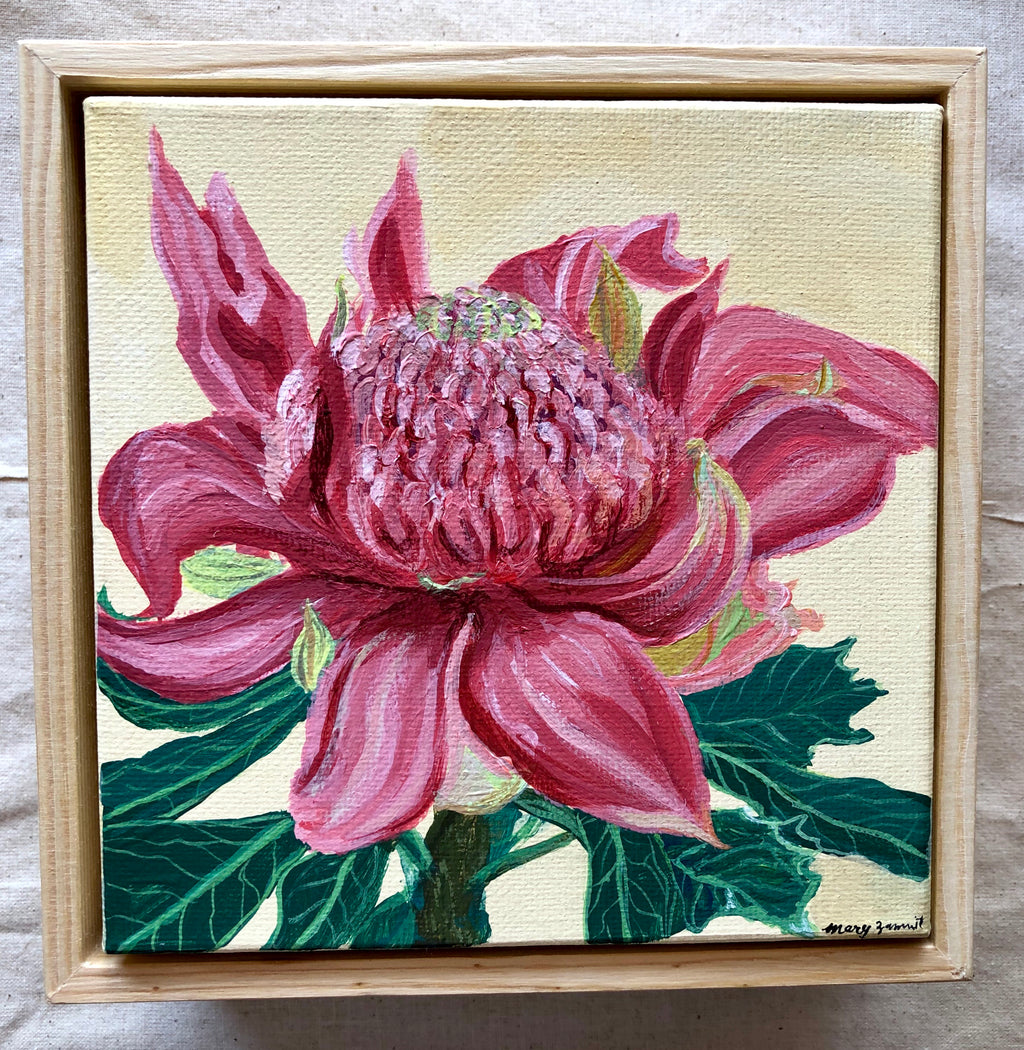 Pink Waratah Flower