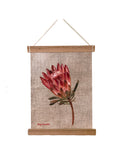Sugar Bush Protea