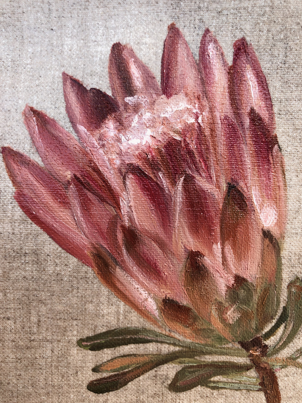 Sugar Bush Protea