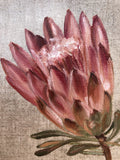 Sugar Bush Protea