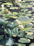 Oasis