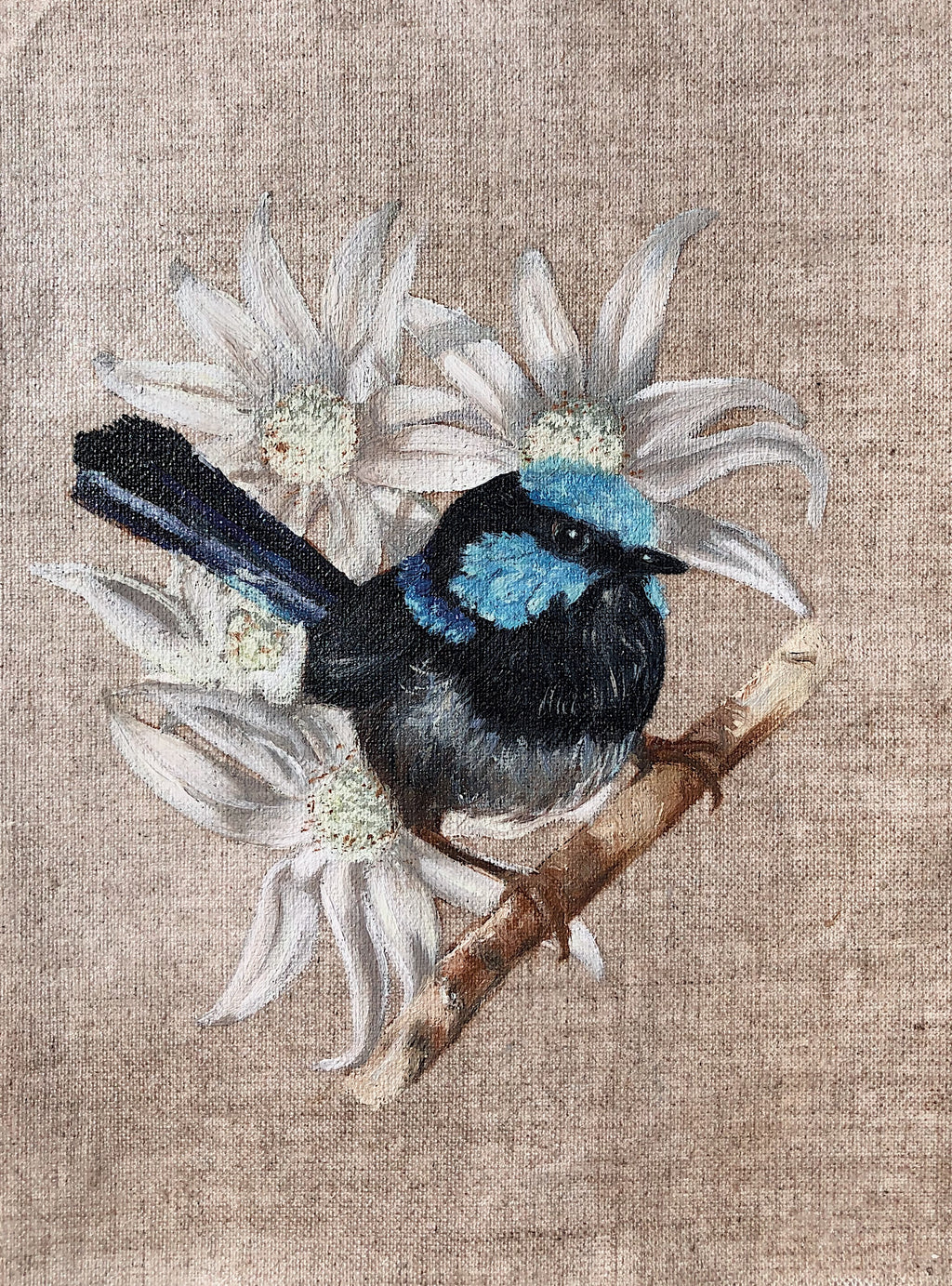 Fairy Wren & Flannel