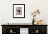 Fairy Wren & Flannel Flowers