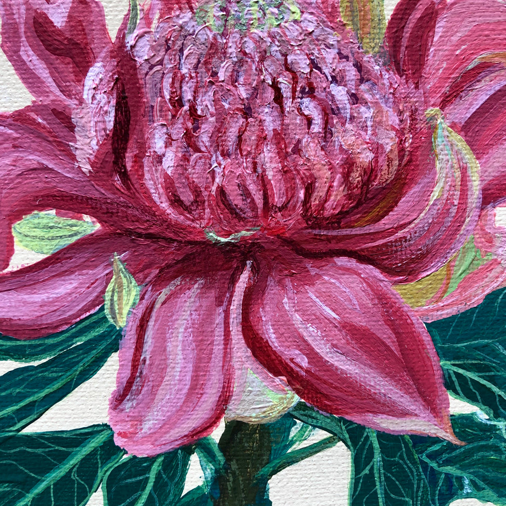 Pink Waratah Flower