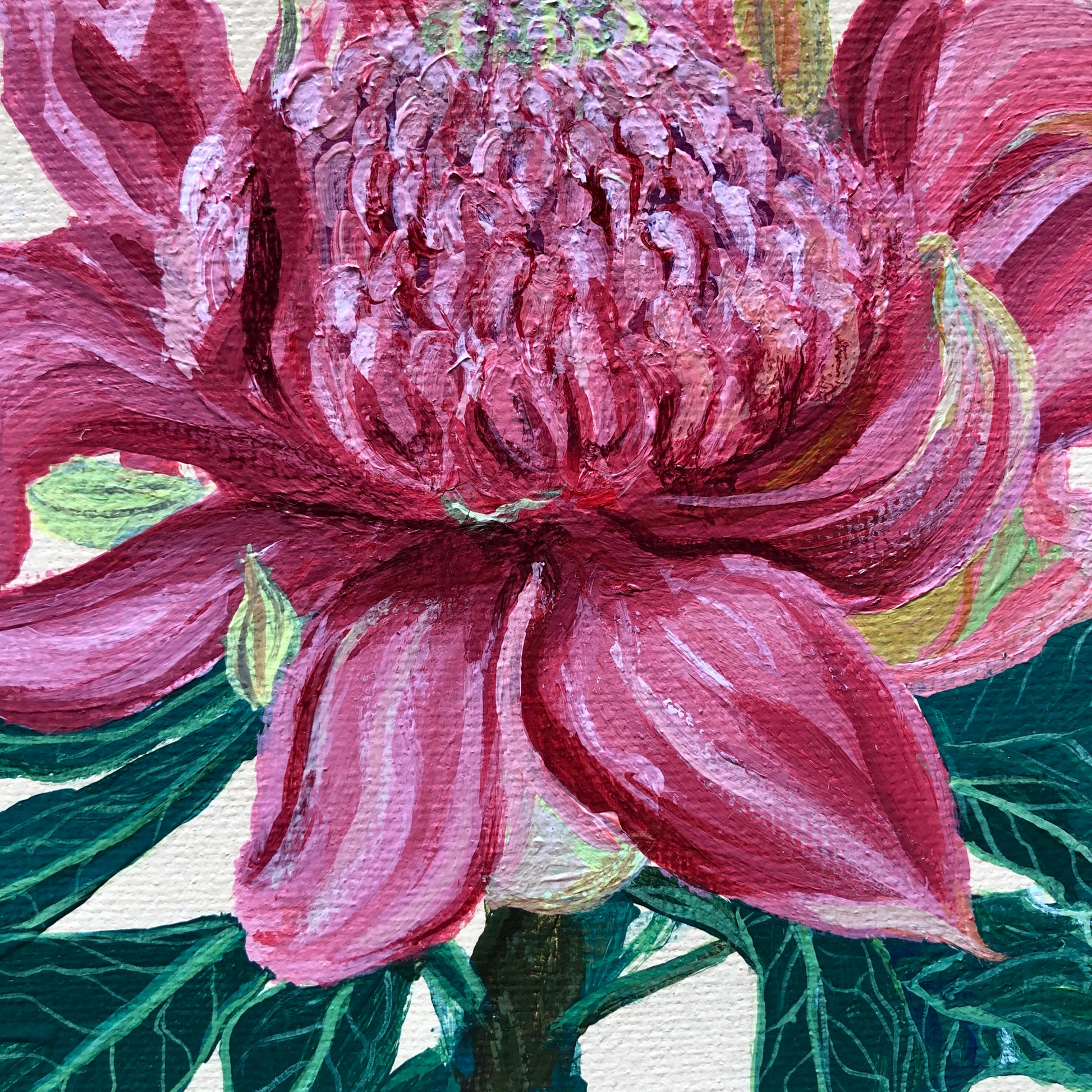 Pink Waratah Flower
