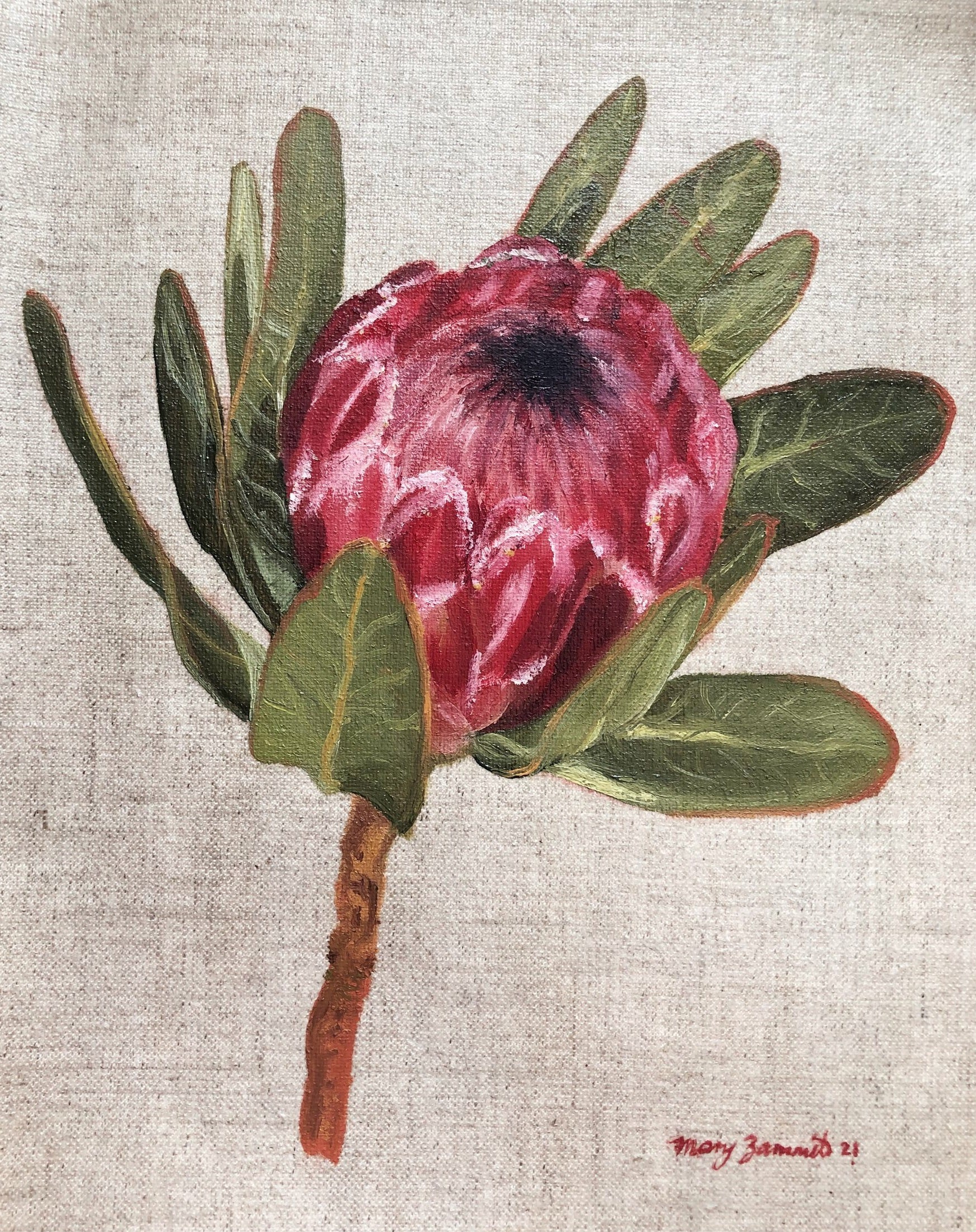 Pink Ice Protea