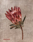 Sugar Bush Protea